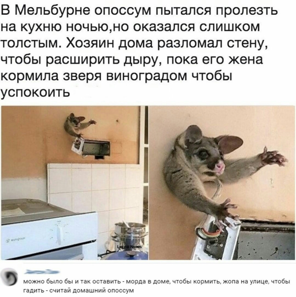 В Мельбурне опоссум пытался пролезть на кухню ночьюно оказался слишком толстым Хозяин дома разломал стену чтобы расширить дыру пока его жена кормила зверя виноградом чтобы успокоить можно было бы и так оставить морда в доме чтобы кормить жопа на улице чтобы гадить считай домашний опоссум