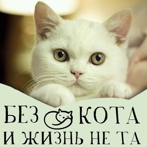 БЕЗ КОТА И ЖИЗНЬ НЕ ТА