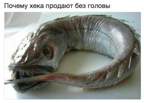 Почему хека продают без головы