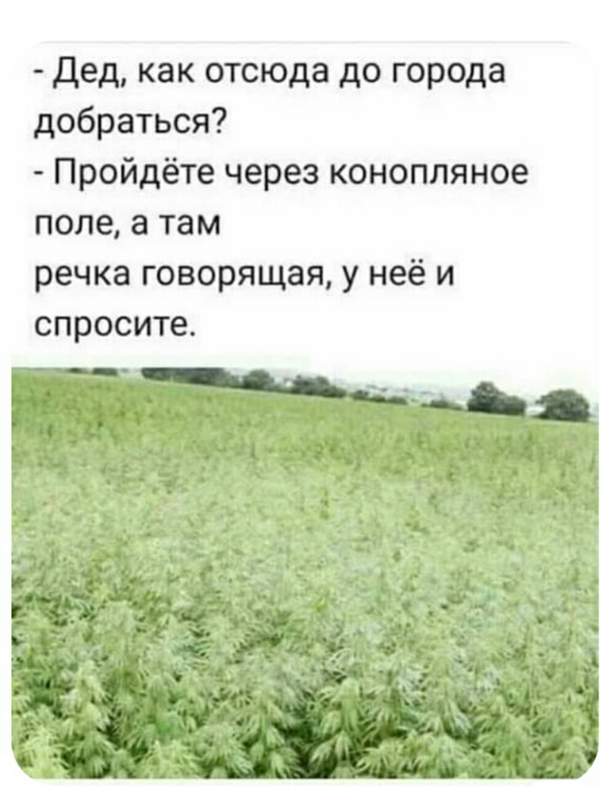 дед как отсюда до города добраться Пройдёте через конопляное поле а там речка говорящая у неё и спросите