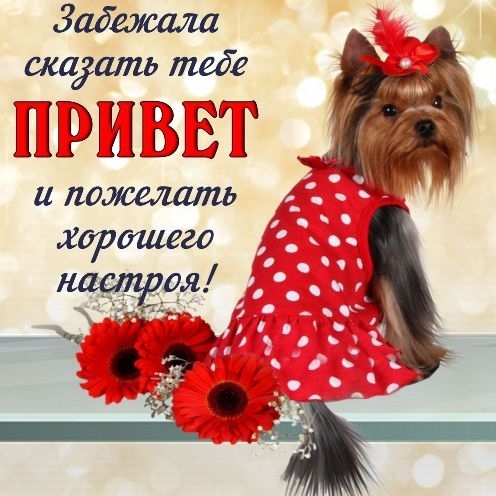 Забегсала скадгатьтеде ггг