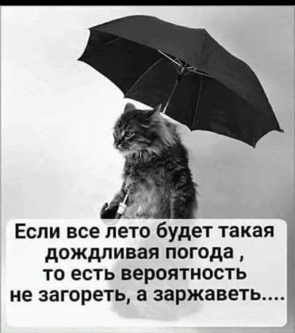 Прикольное про дождь. Кот под зонтом. Кот с зонтиком. Кот под дождем. Дождливое лето прикольные.