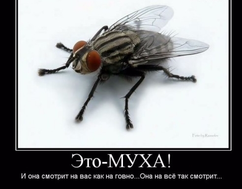 Это МУХА И она смотрит на вас аи на говно Она на все так смотрит