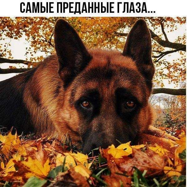 САМЫЕ ПРЕДАННЫЕ ГЛАЗА