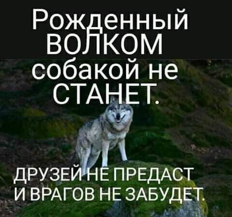 Рож енный КОМ собакой не СТА ДРУЗЕ ПРЕДАСЩ И ВРАГОВ НЕ ЗАБУДЁТ ма