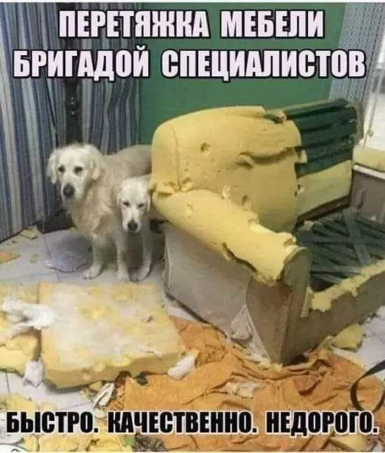 дпёддяшид мшши