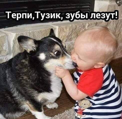 Терпи Тузик зубы лезут