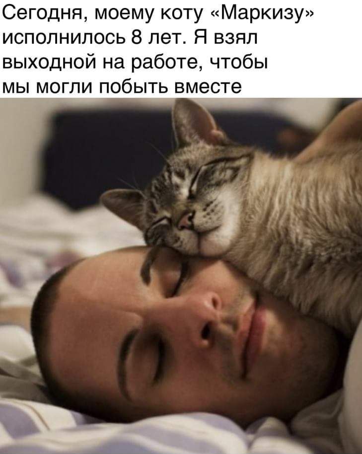 Сегодня моему коту Маркизу исполнилось 8 лет Я взял выходной на работе чтобы мы могли побыть вместе