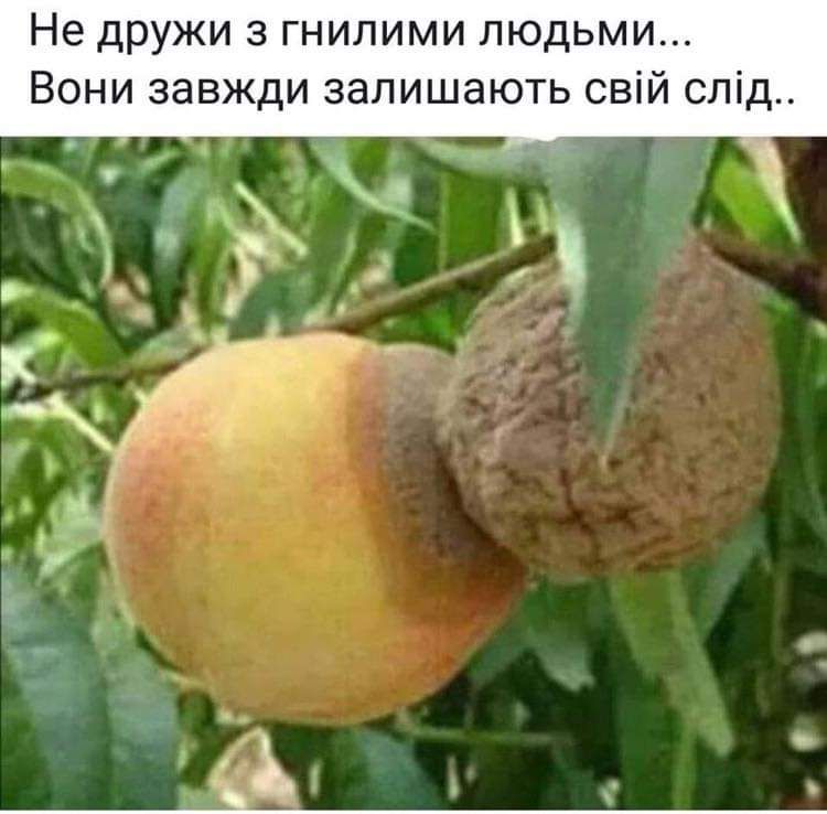 Не дружи з гнилими людьми Вони завжди залишають свій спід