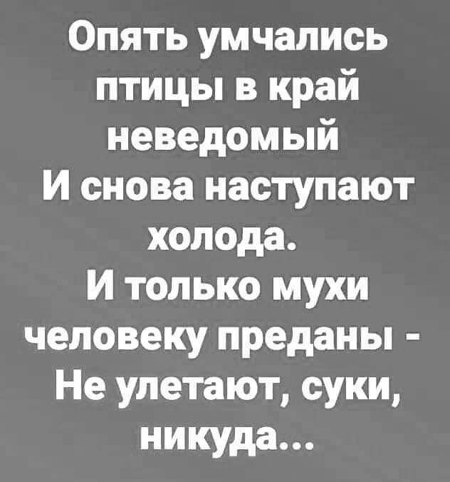 Опять умчались птицы в край неведомый И снова наступают холода И только мухи человеку преданы Не улетают суки никуда