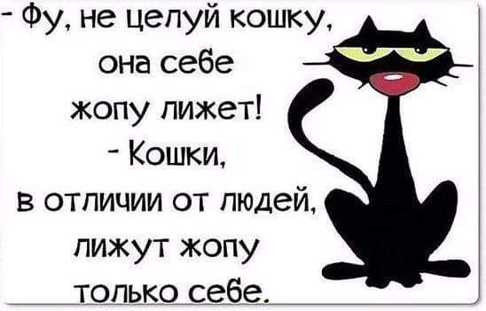 Фу не цепуй кошку она себе жопу лижет Кошки в отличии от людей пижут жопу шл_ь_к0__себ_е