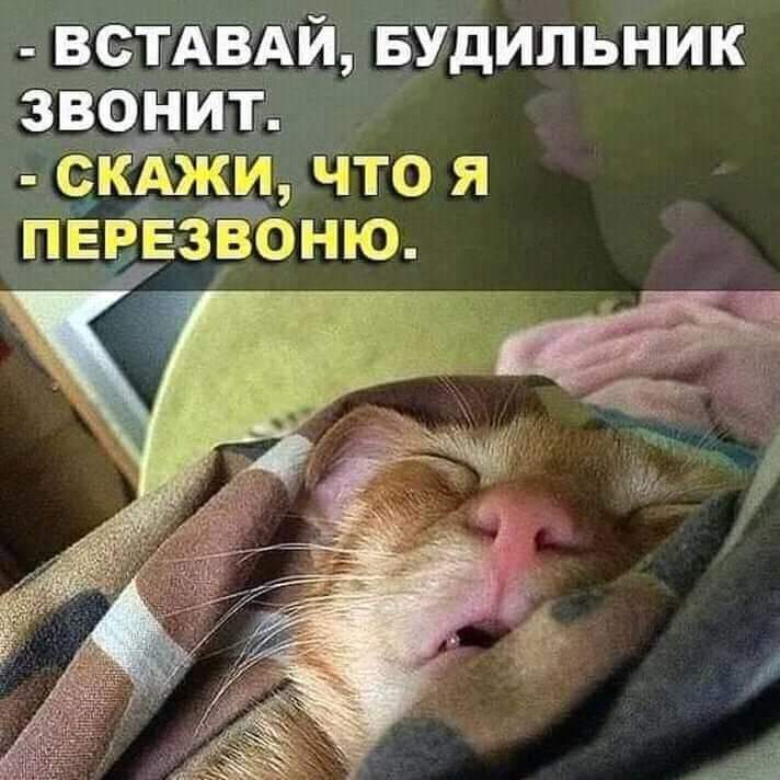 встАВДЙЪБУдипьник звонит