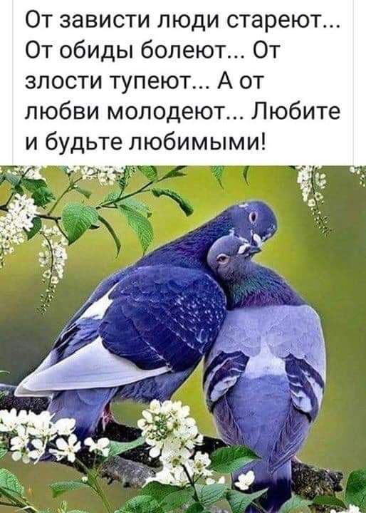 От зависти люди стареют От обиды болеют От злости тупеют А от любви молодеют Любите