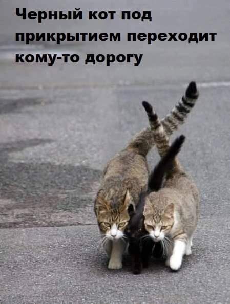 Черный кот под прикрытием переходит кому то дорогу