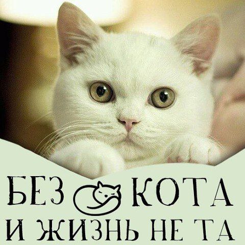 БЕЗ КОТА И ЖИЗНЬ НЕ ТА