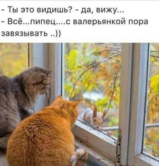 Ты это видишь да вижу Всёпипецс ваперьянкой пора завязывать