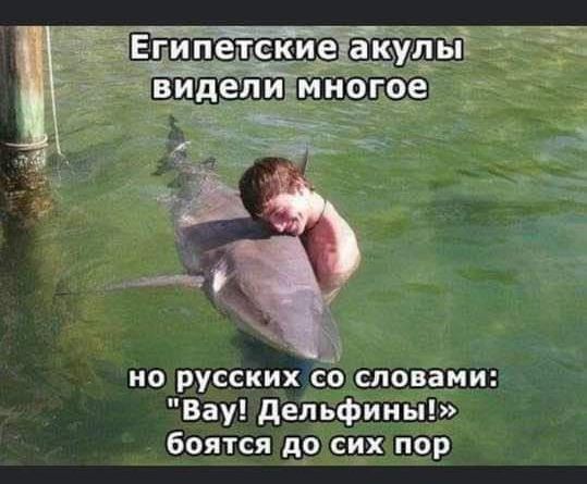 но русских со словами Вау дельфины боятся до сих пор