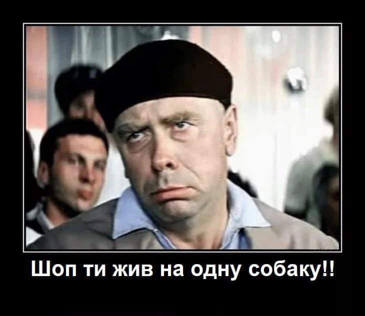 Шоп ти жив на одну собаку