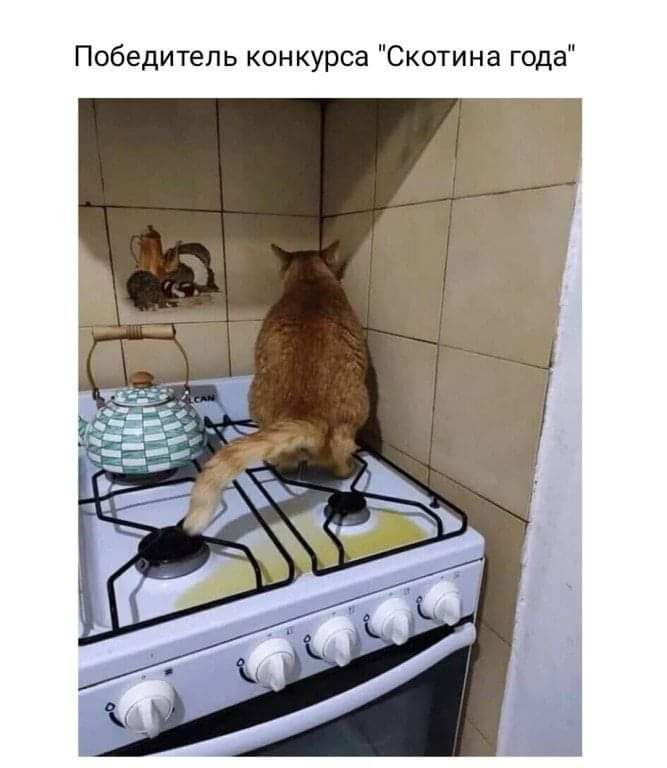 Победитель кон курса Скотина года