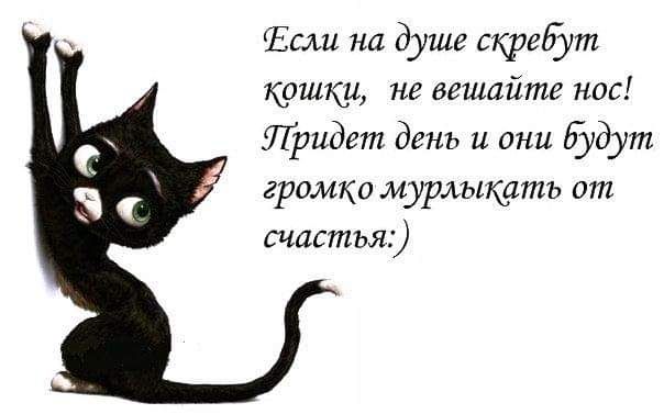 Если на душе скребут кошки не вешайте нос Придет день и они будут громко мурлыкать от счастья