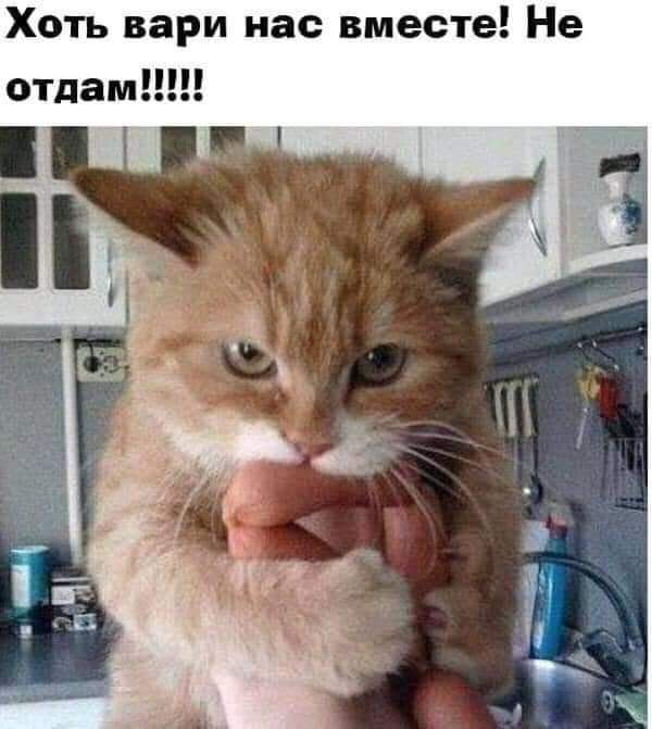 Хоть вари нас вместе Не отдам