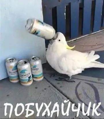 ь повухдйчшг