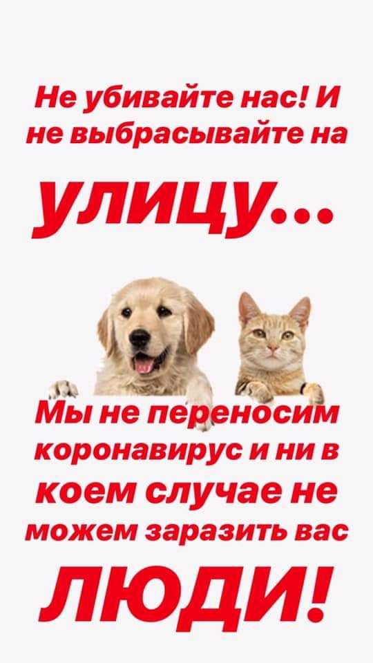 Не убивайте нас И не выбрасывайте на улиц у Мы не пеЁеноеИЪ коронавирус и ни в коем случае не можем заразить вас ЛЮДИ