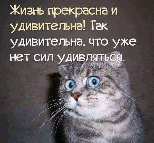 Жизнь прекрасна и удивительна Так удивительна что уже нет сип удив