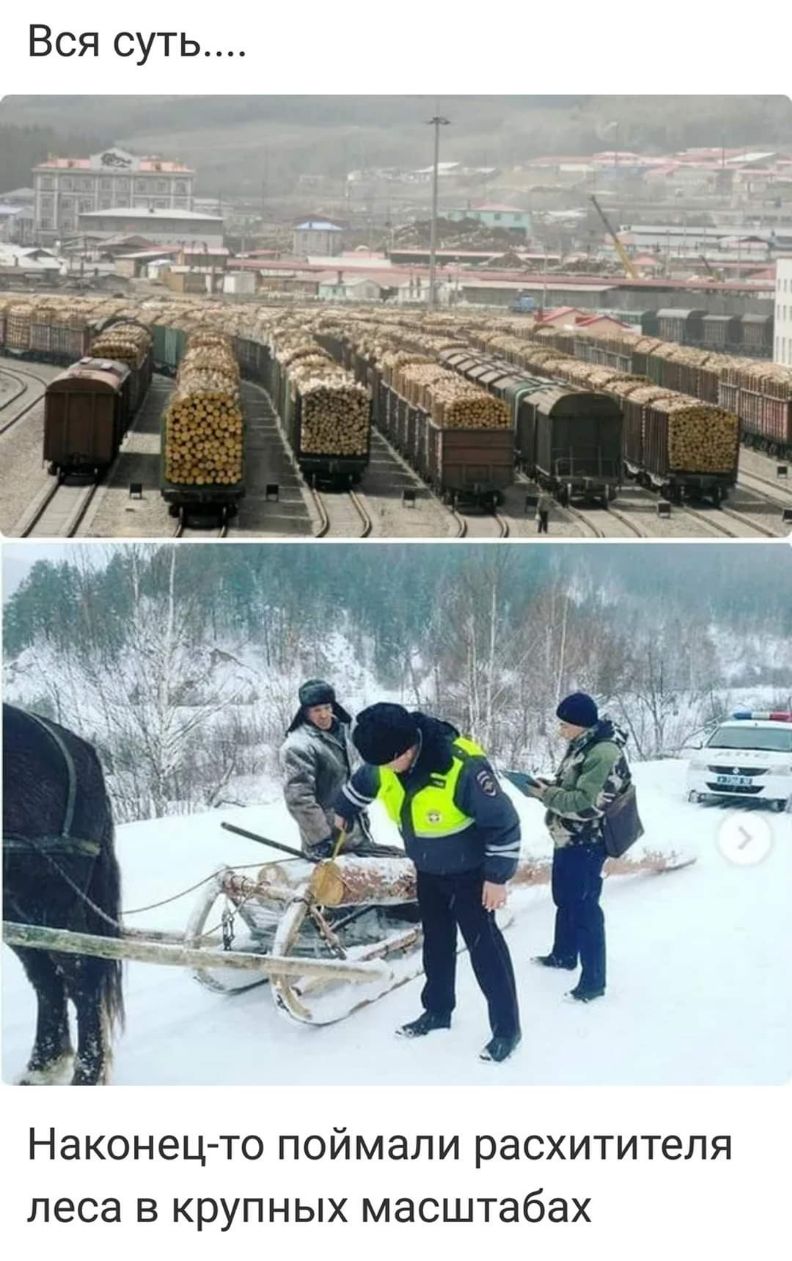 Вся суть Наконец то поймали расхититепя леса в крупных масштабах