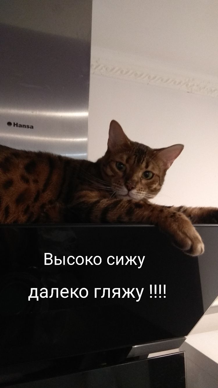 Высоко сижу далеко гляжу