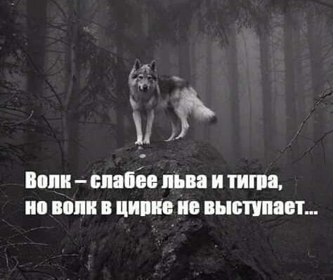 _ Воли спабёе льва и типа но вот в ципие не выступает