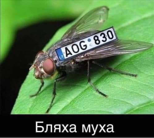 Бляха муха
