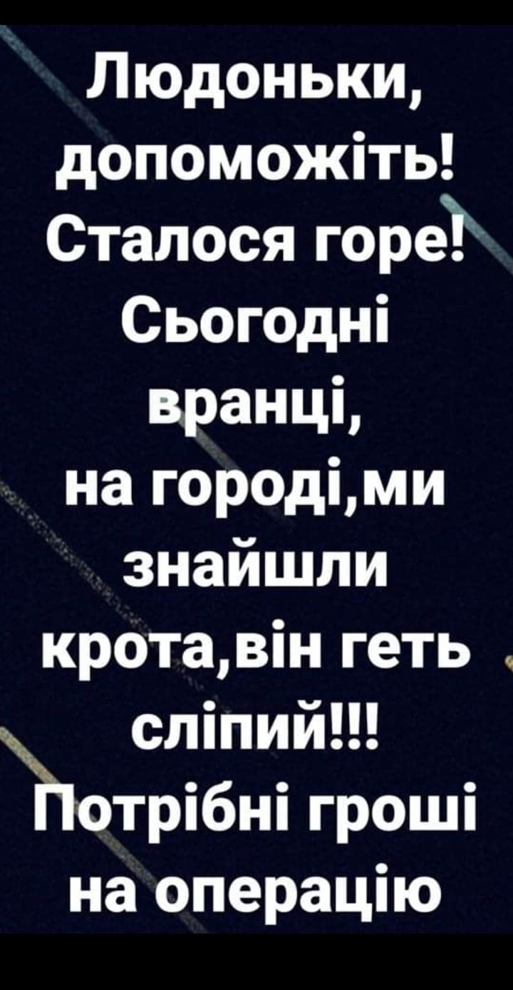 Людоньки допоможіть Сталося горе Сьогодні вранцъ на городіми знайшли кротавін геть сліпий Потрібні гроші на операцію