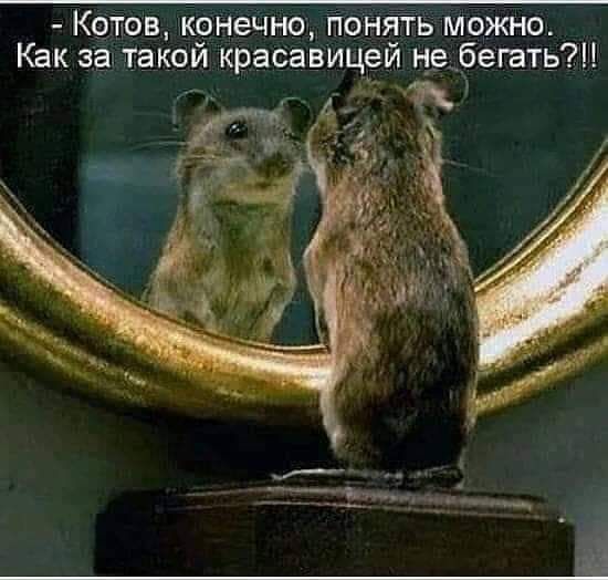 Котов крнечно пондть можно Как затакои красавицеи небегатьЛ ь