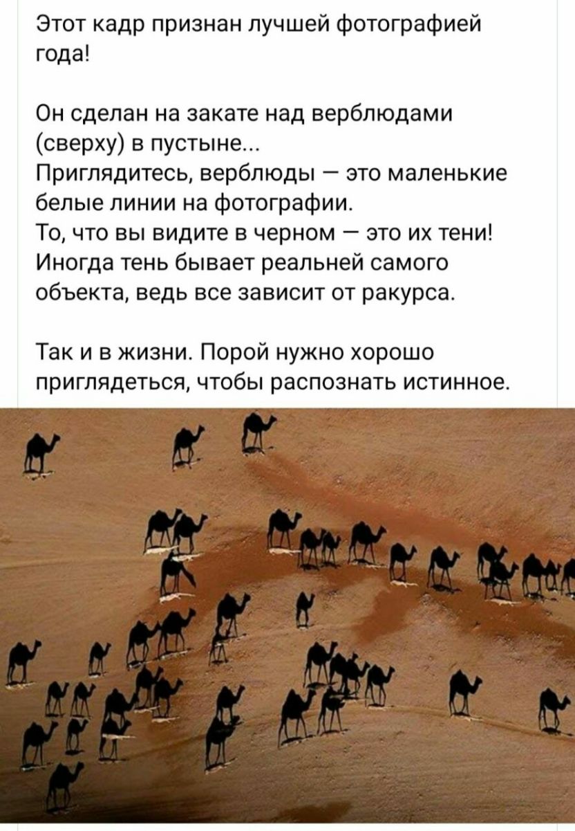 Этот кадр признан лучшей фотографией года Он сделан на закате над верблюдами сверху в пустыне Приглядитесь верблюды это маленькие белые линии на фотографии ТО ЧТО ВЫ видите В ЧЕРНОМ _ ЭТО ИХ тени Иногда тень бывает реальней СЗМОГО объекта ведь все ЗЗВИСИТ ОТ ракурса Так и в жизни Порой нужно хорошо приглядеться чтобы распознать истинное