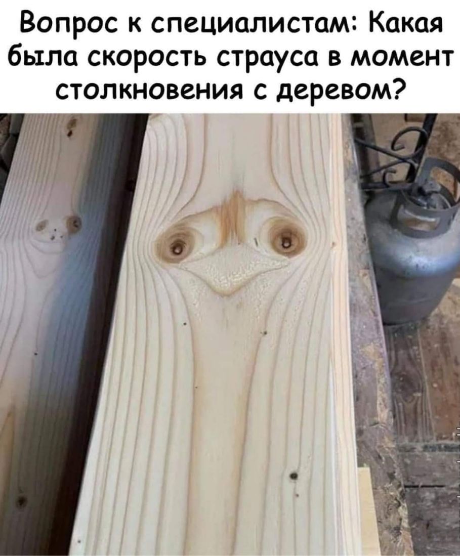Вопрос к специалистам Какая было скорость страуса в момент