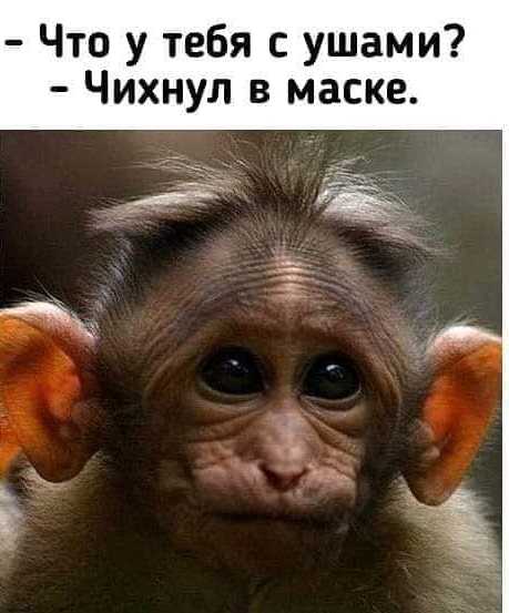 Что у тебя с ушами Чихнул в маске