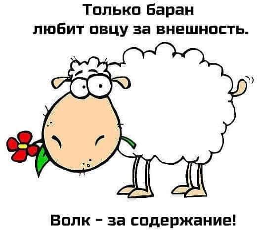 Тплькп Баран любит овцу за внешность Вплк за содержание