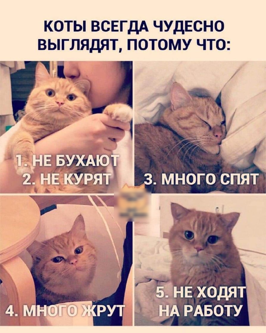 КОТЫ ВСЕГДА ЧУДЕСНО ВЫГЛЯДЯТ ПОТОМУ ЧТО і А РАБОТУ