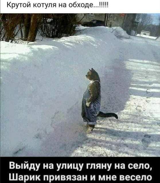 Крутой котуля на обходе ЩП Выйду на улицу гляну на село Шарик привязан и мне весело
