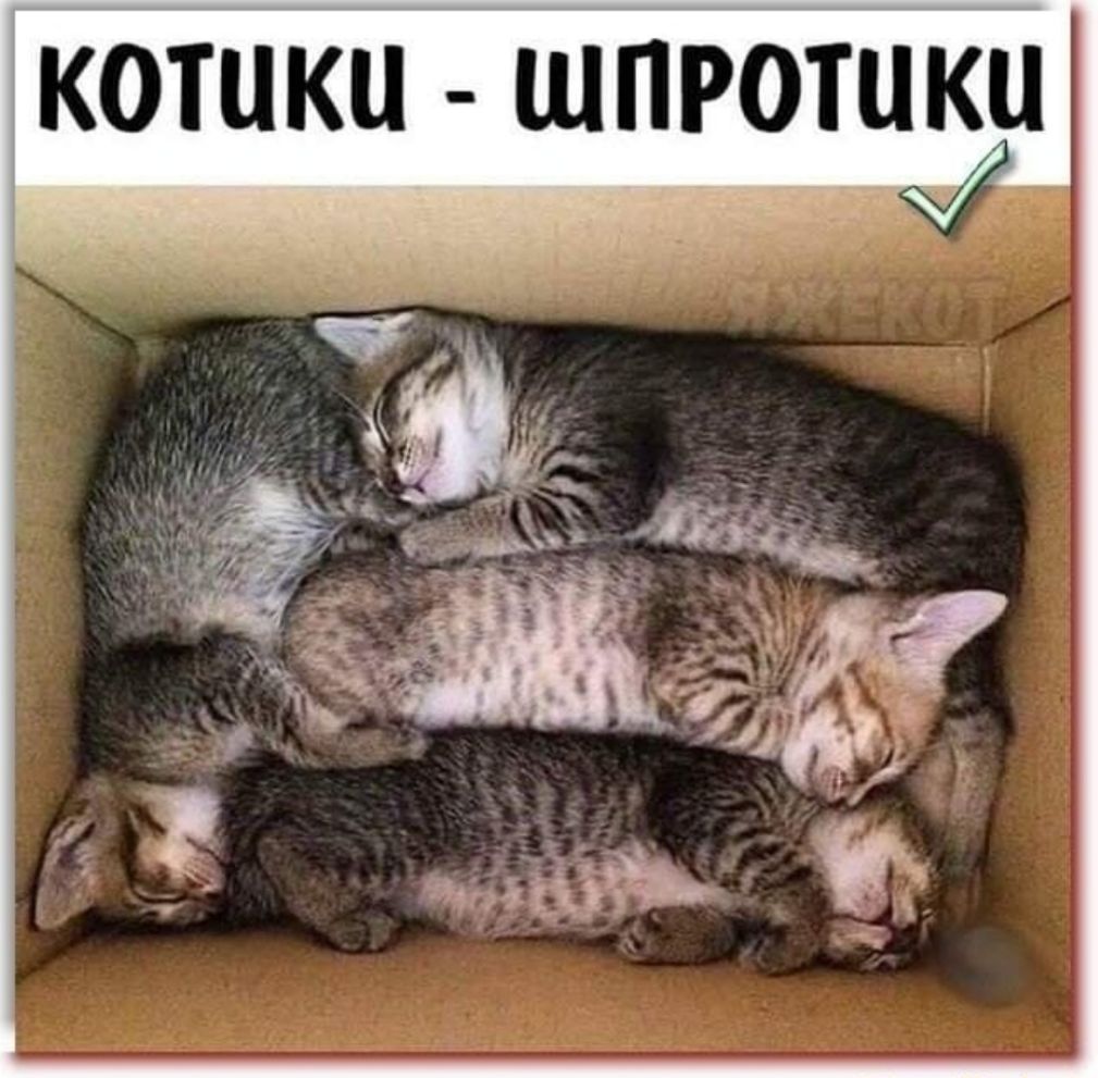 котики шлюшки