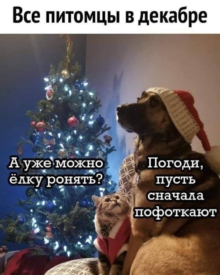 Все питомцы в декабре 953 5 г я 3521 3 91 А ужеможно Погоди 41 п сть У д сначала пофоткают ам _