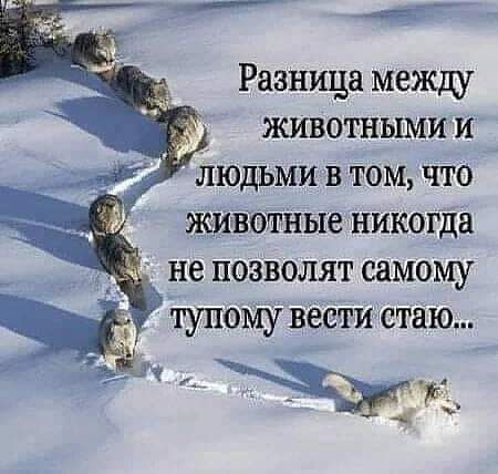 Разница между животными и людьми в том что ЖИБОтНЫе никогда не позволят самому тупому вести стаю