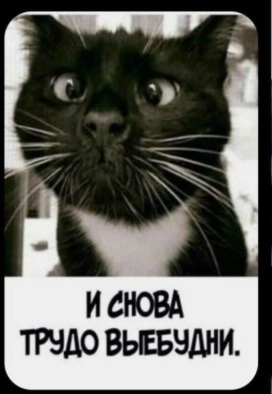 ТРНДО ВЫЕБЭДНИ
