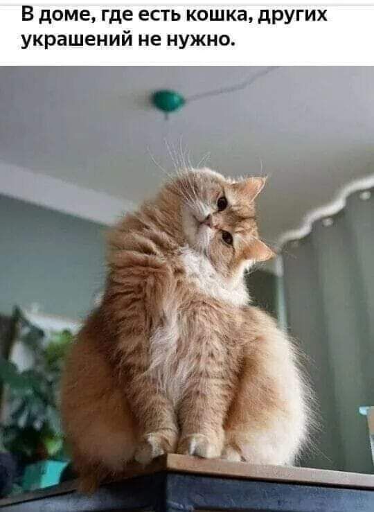В доме где есть кошка других украшений не нужно