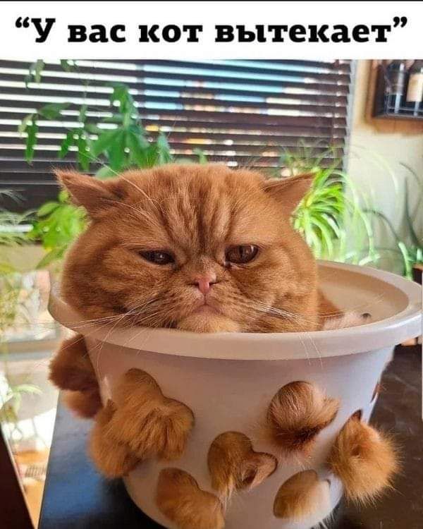 У вас кот вытекает