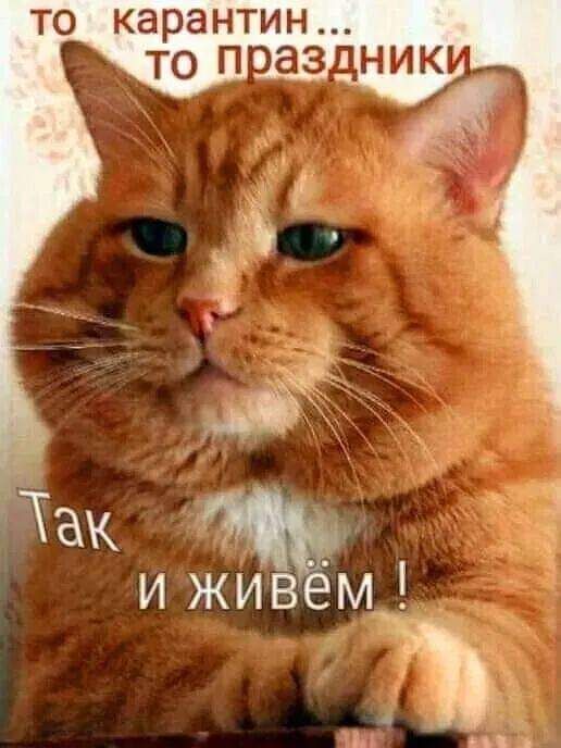 ТО карантин