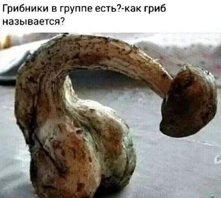 Грибники в группе есть как гриб называется
