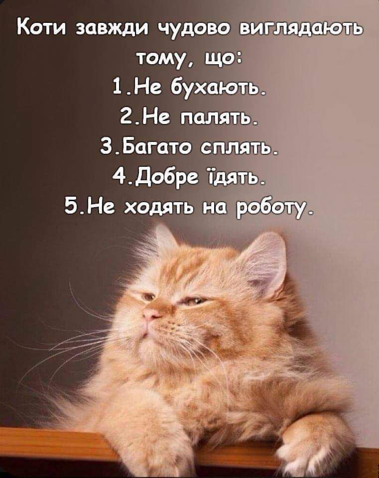 Коти завжди чудовсіавиглядають тому що 1Не бухагёть 2Не пшіять