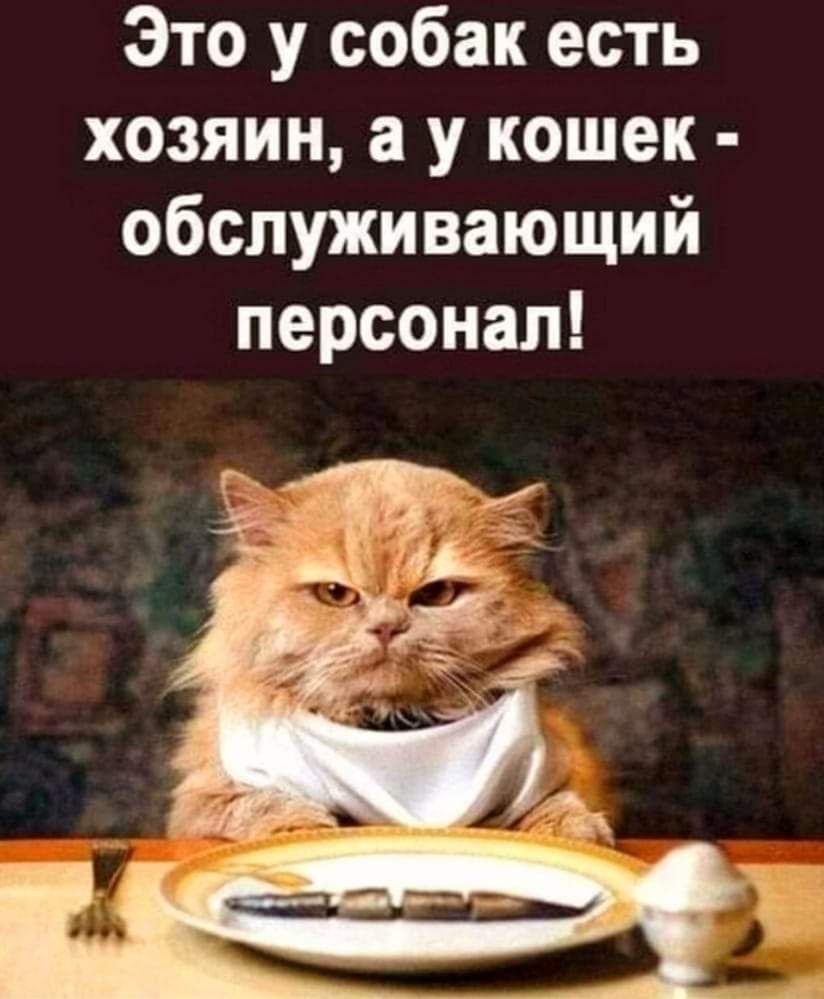 Это у собак есть хозяин а у кошек обслуживающий персонал дки водка притупит чувство страха __